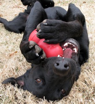 dog-and-kong-by-oakleyoriginals-33-percent