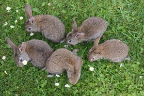 rabbits-2140440_1920