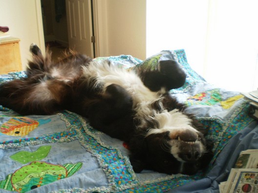 Boo on his back writing ergonomics