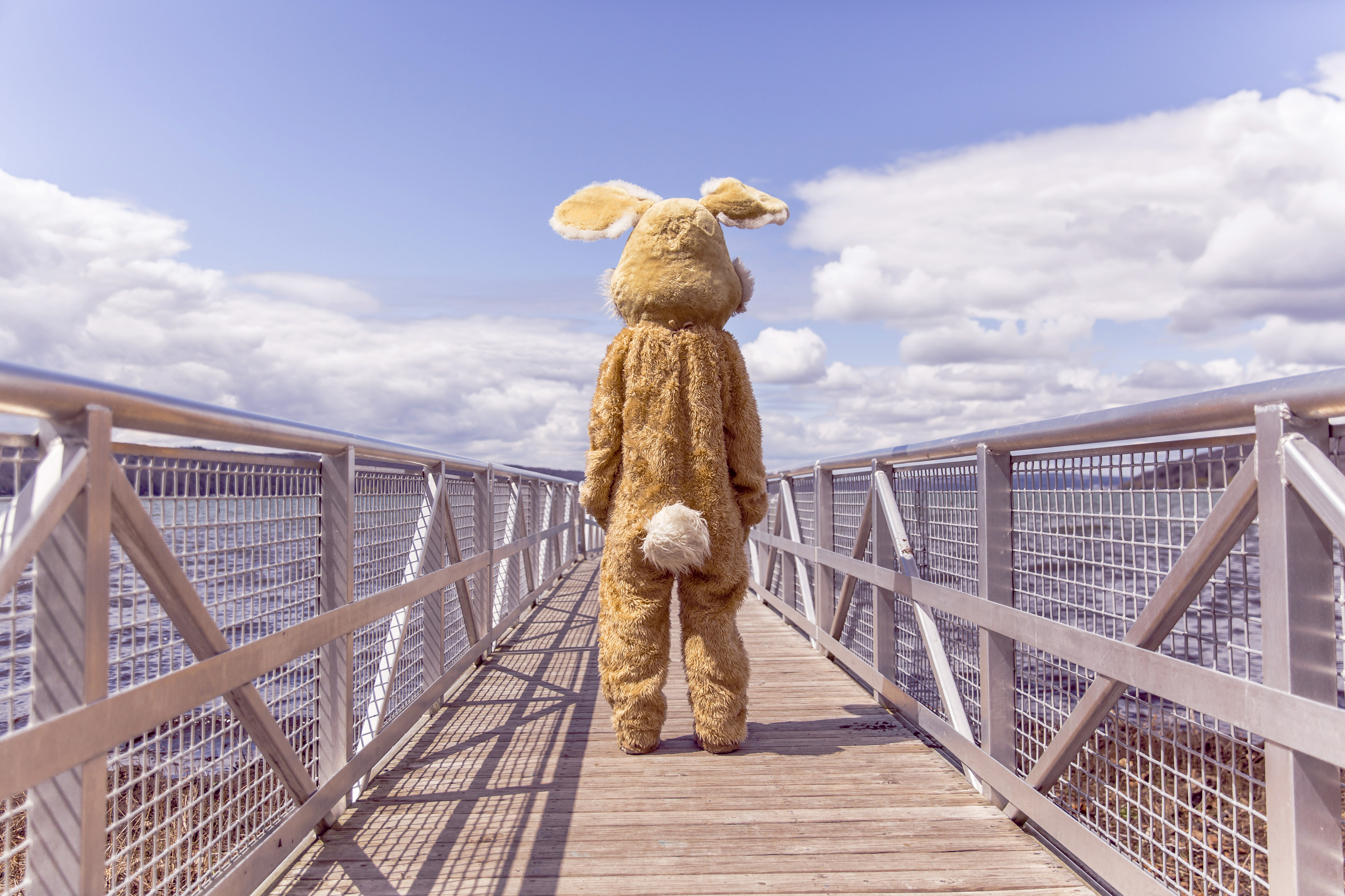 bunny on boardwalk