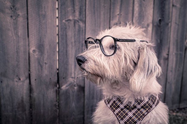 gratisography dog with glasses as mentor