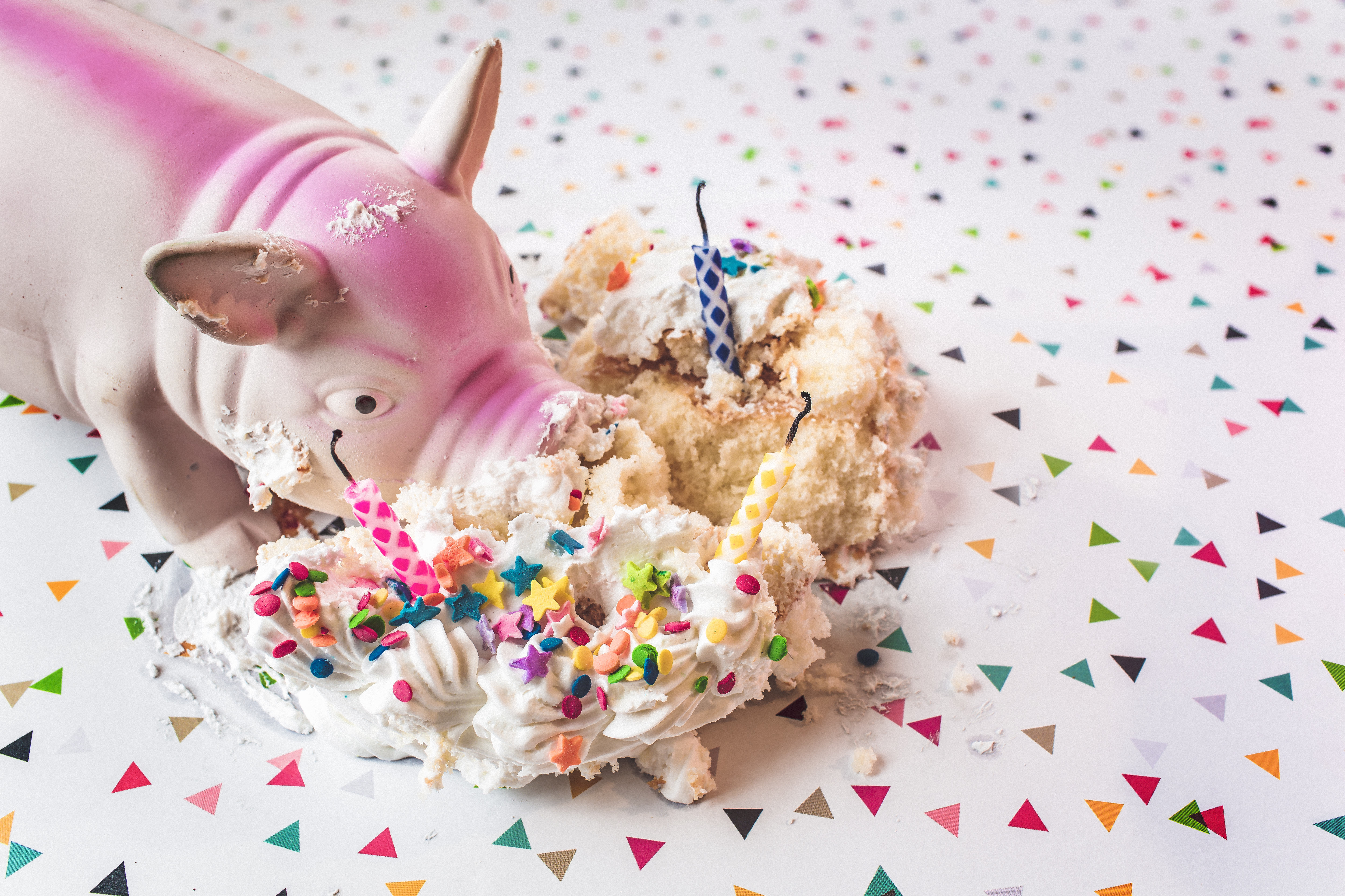 gratisography-pig and binging on cake celebrate your successes