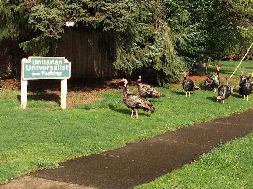 unitarian turkeys