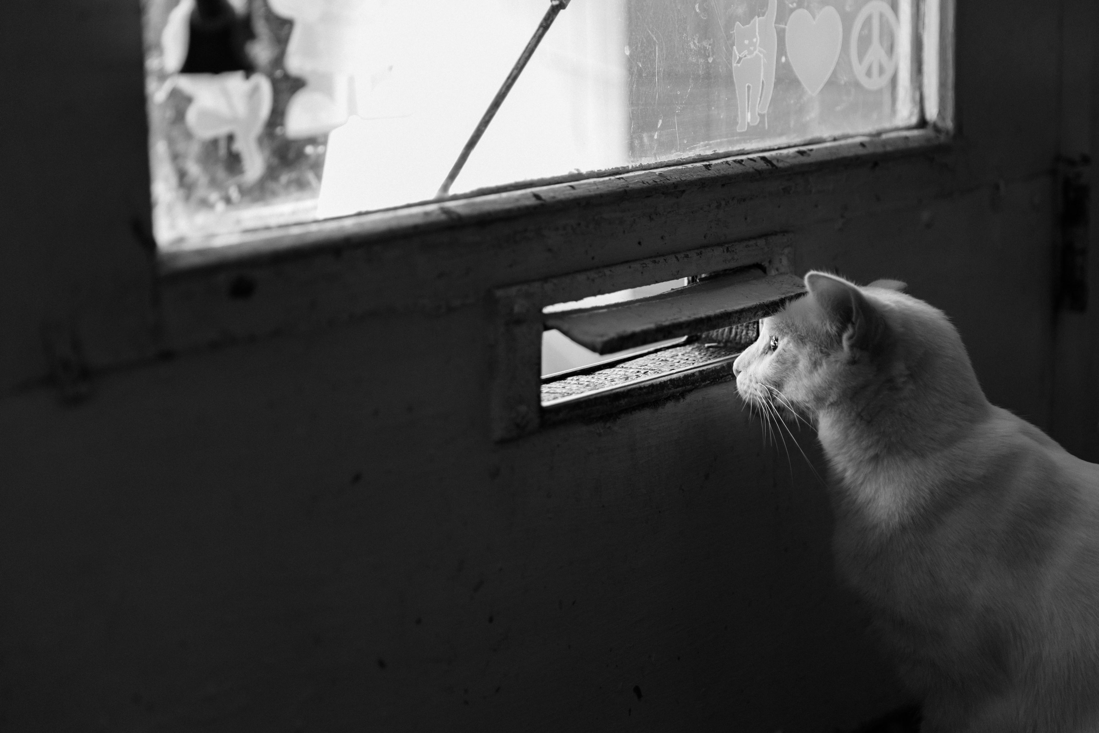 Cat looking through mail slot