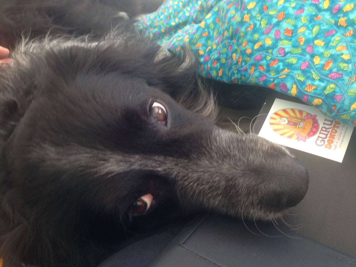 dog with chin resting on iPad mini