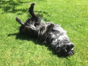 black dog on his back on the lawn
