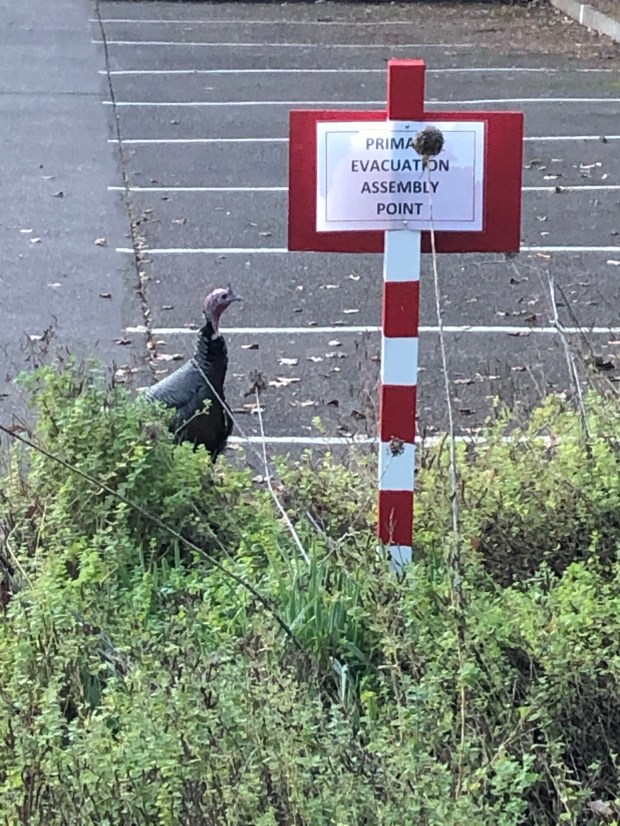 turkey at an evacuation sign