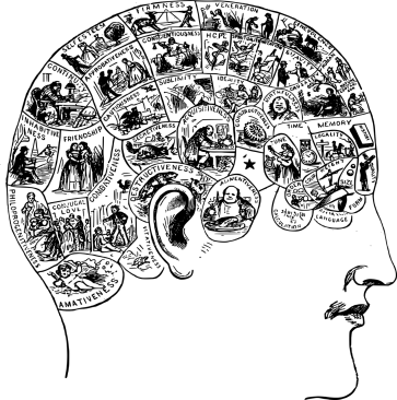 brain and its traits